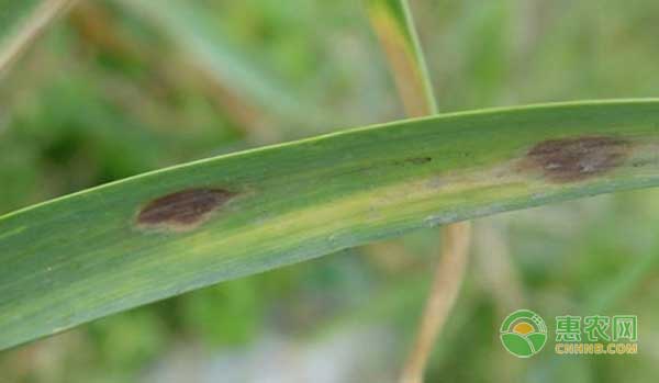 大蒜紫斑病的癥狀、發(fā)病規(guī)律及綜合防治措施