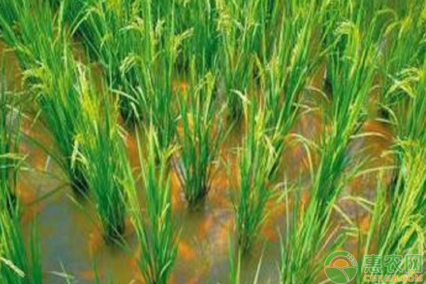 魚稻共生有哪些優(yōu)點(diǎn)？魚稻共生的優(yōu)勢及作用