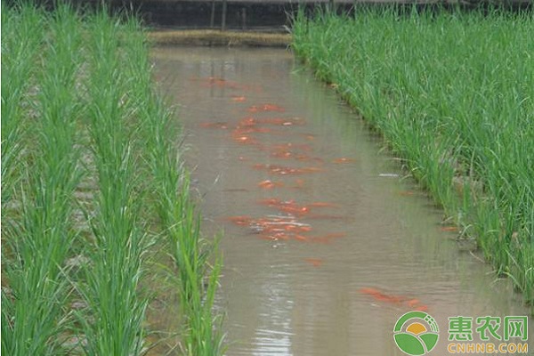魚稻共生有哪些優(yōu)點(diǎn)？魚稻共生的優(yōu)勢及作用
