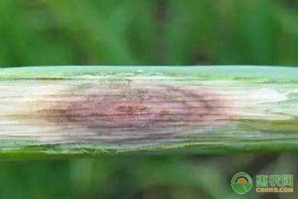 大蒜紫斑病的癥狀、發(fā)病規(guī)律及綜合防治措施
