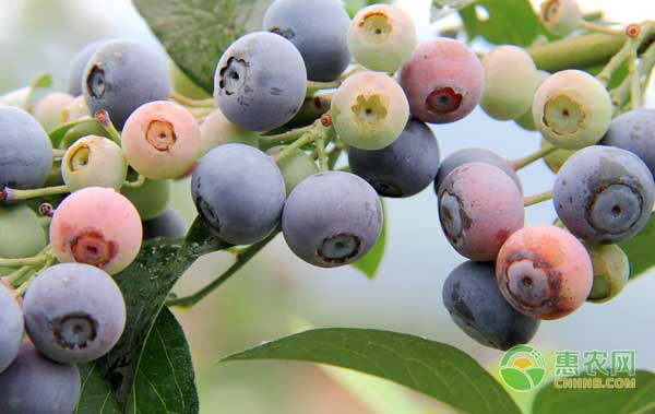 藍(lán)莓葉片為什么會(huì)發(fā)黃？解決藍(lán)莓葉片發(fā)黃的方法