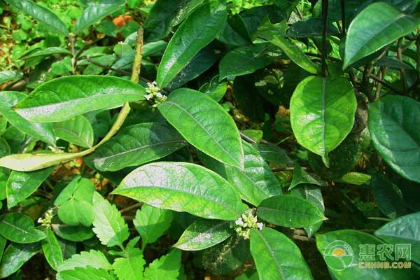 巴戟天怎么種？藥材巴戟天高產(chǎn)種植技術(shù)