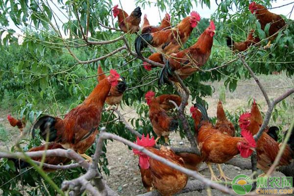 土雞養(yǎng)殖常見病防治措施