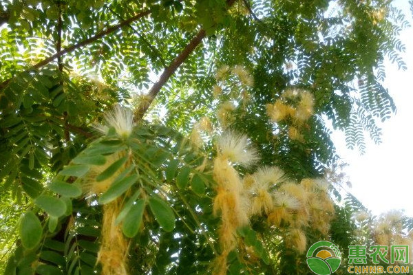 山槐怎么育苗？山槐育苗方法及造林技術(shù)