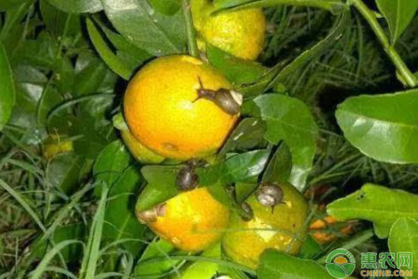 蝸牛對(duì)柑橘造成的危害有哪些？柑橘蝸牛危害防治措施