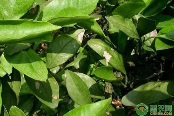 蝸牛對(duì)柑橘造成的危害有哪些？柑橘蝸牛危害防治措施