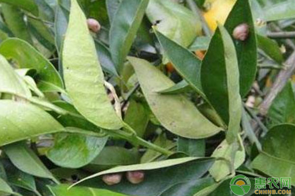 蝸牛對(duì)柑橘造成的危害有哪些？柑橘蝸牛危害防治措施