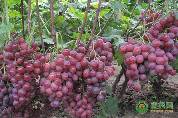 植物生長(zhǎng)調(diào)節(jié)劑怎么用？植物生長(zhǎng)調(diào)節(jié)劑對(duì)葡萄的四個(gè)作用