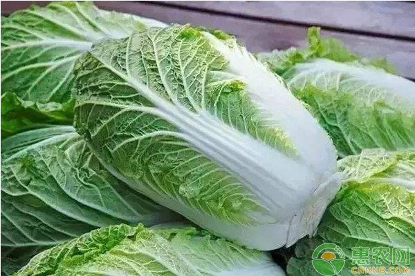 蔬菜苗期怎么管理？蔬菜苗期的栽培管理技術(shù)