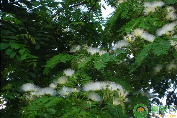 山槐怎么育苗？山槐育苗方法及造林技術(shù)