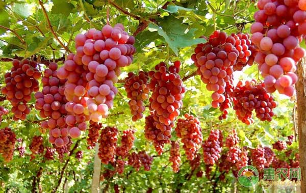 植物生長(zhǎng)調(diào)節(jié)劑怎么用？植物生長(zhǎng)調(diào)節(jié)劑對(duì)葡萄的四個(gè)作用