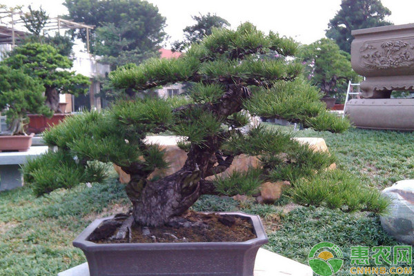 黑松盆景的日常養(yǎng)護(hù)技巧及制作方法