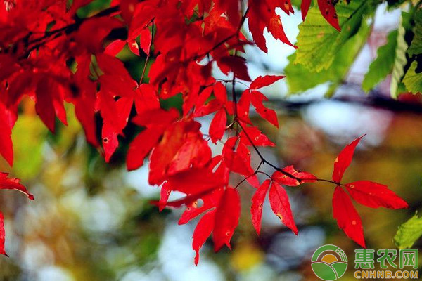 擰筋槭怎么育苗？擰筋槭播種<a href='http://www.iweekee.cn/t/46306.html' class='j-href' target='_blank'><span style='color:#FF8001'>育苗技術(shù)</span></a>