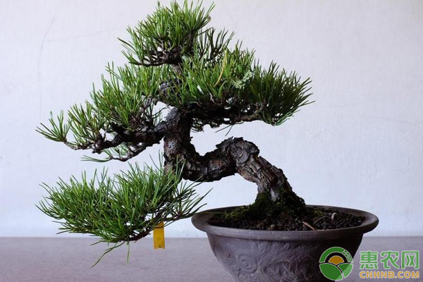 黑松盆景的日常養(yǎng)護(hù)技巧及制作方法