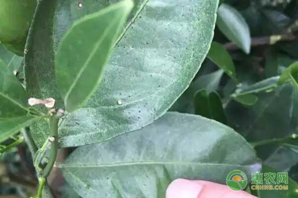 柑橘沙皮病怎麼治柑橘沙皮病綜合防治措施