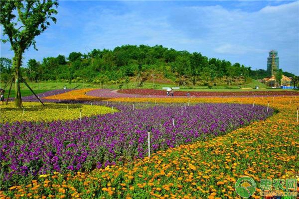 新手花友養(yǎng)花