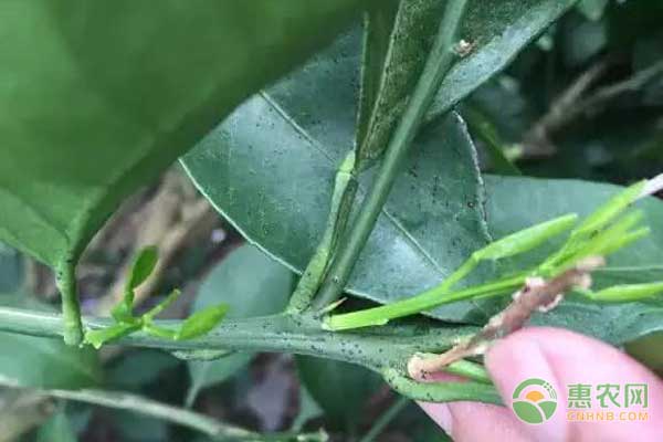 柑橘沙皮病怎么治？柑橘沙皮病綜合防治措施
