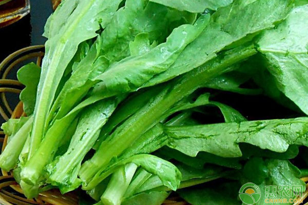 蔬菜缺鉀怎么鉀？蔬菜缺鉀癥狀表現(xiàn)及補(bǔ)鉀方法