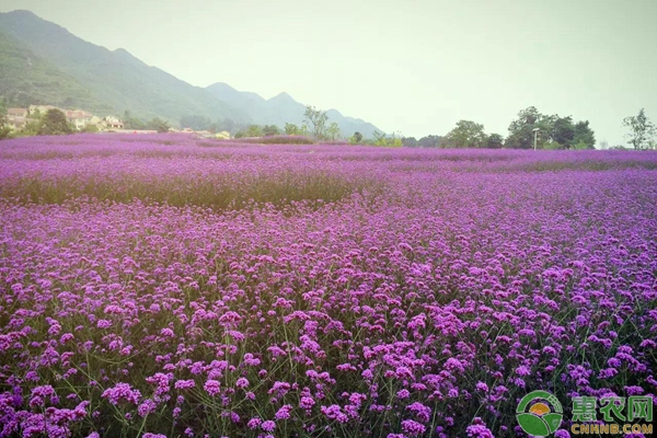 花海入門級手冊