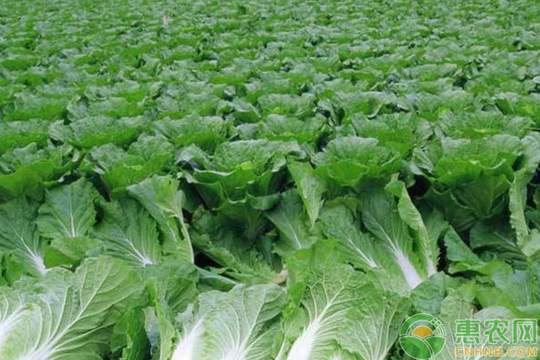 夏季大白菜怎么種植？大白菜夏季高產(chǎn)栽培技術(shù)