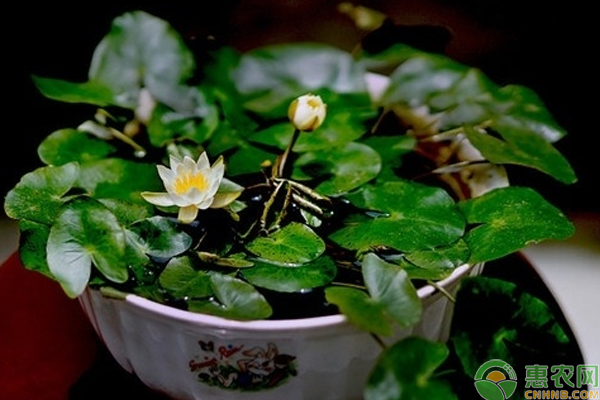碗蓮栽培技術(shù)有那些？淺談碗蓮栽培管理技巧