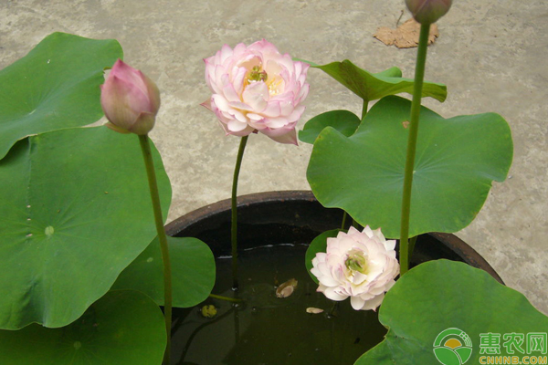 碗蓮栽培技術(shù)有那些？