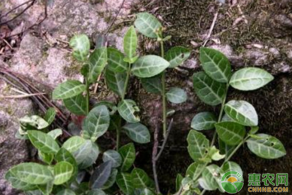 扶芳藤怎么育苗？扶芳藤扦插育苗技術(shù)規(guī)范