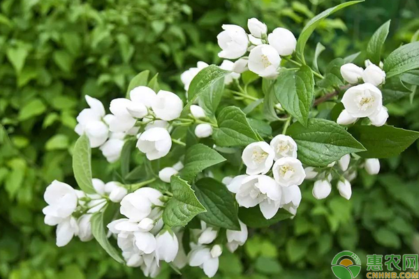 茉莉花怎么栽培比較好？茉莉花栽培綜合管理技術(shù)