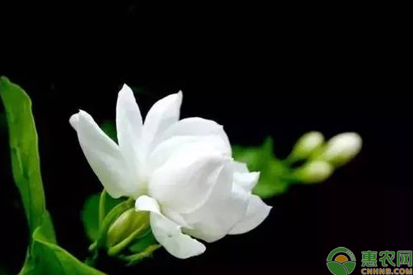 茉莉花怎么栽培比較好？