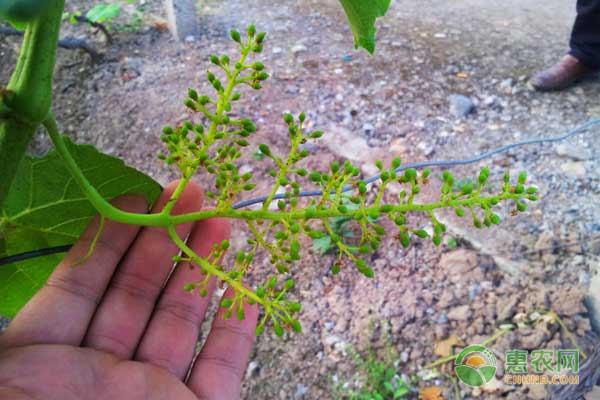 什么原因造成葡萄落花落果？葡萄花果期管理建议