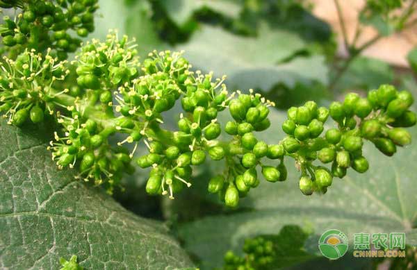 什么原因造成葡萄落花落果？葡萄花果期管理建议