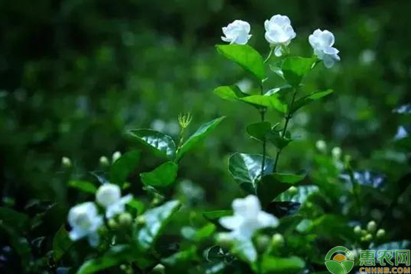 茉莉花栽培綜合管理技術(shù)
