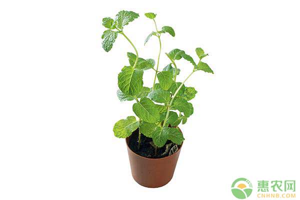 新手怎么養(yǎng)殖薄荷？養(yǎng)薄荷爆盆的秘訣