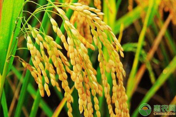水稻種植技術(shù)