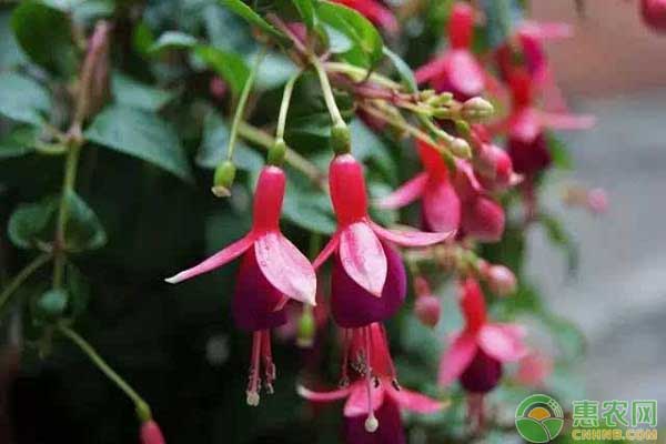 倒掛金鐘怎么養(yǎng)？倒掛金鐘四季開(kāi)花的技巧