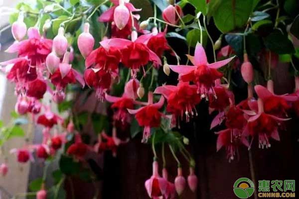 倒掛金鐘怎么養(yǎng)？倒掛金鐘四季開(kāi)花的技巧