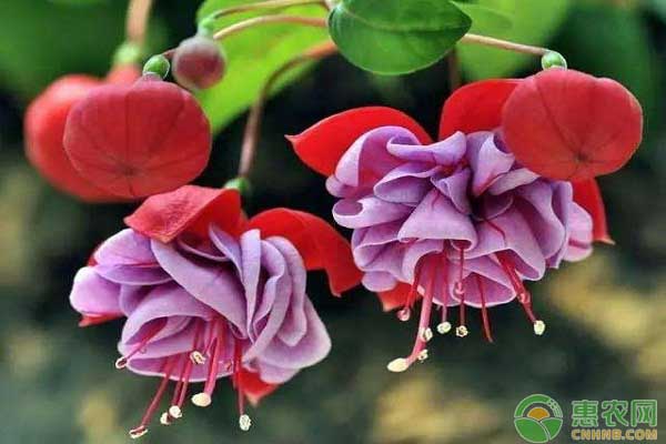 倒掛金鐘怎么養(yǎng)？倒掛金鐘四季開(kāi)花的技巧