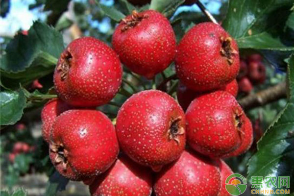山楂樹(shù)什么時(shí)候施肥？施什么肥？施多少？