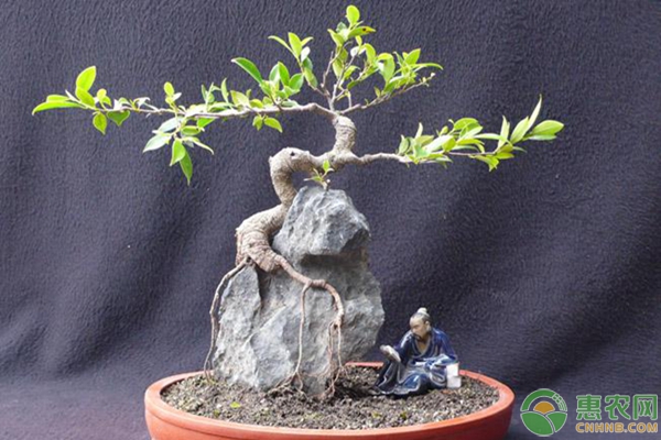 附石盆景制作方法