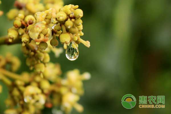 芒果修枝有學(xué)問：怎么修枝芒果才能高產(chǎn)？