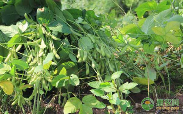 黑豆怎么種？黑豆高產(chǎn)實(shí)用栽培技術(shù)