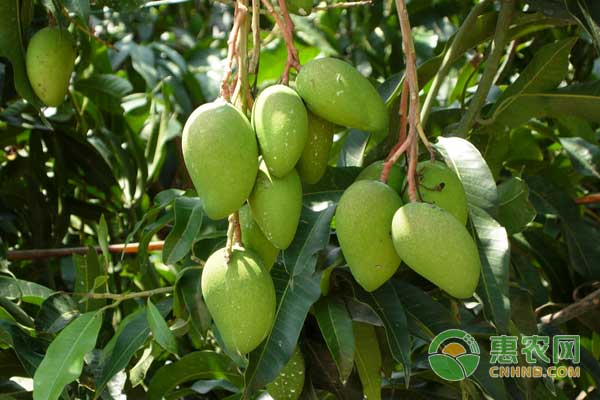 芒果修枝有學(xué)問：怎么修枝芒果才能高產(chǎn)？