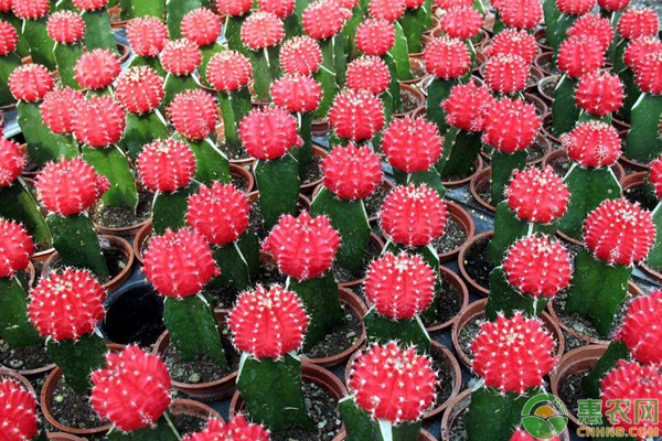 牡丹玉種植技術(shù)
