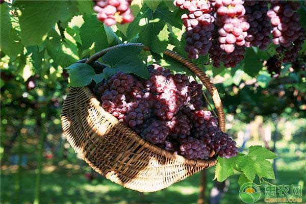 葡萄病蟲(chóng)害怎么防治？葡萄高產(chǎn)病蟲(chóng)害防治措施