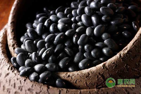 黑豆怎么種？黑豆高產(chǎn)實(shí)用栽培技術(shù)