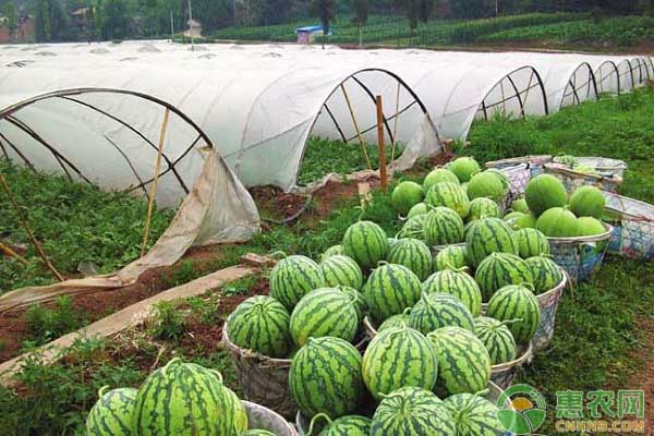 西瓜怎么种植长势好？高产西瓜种植注意要点-图片版权归惠农网所有