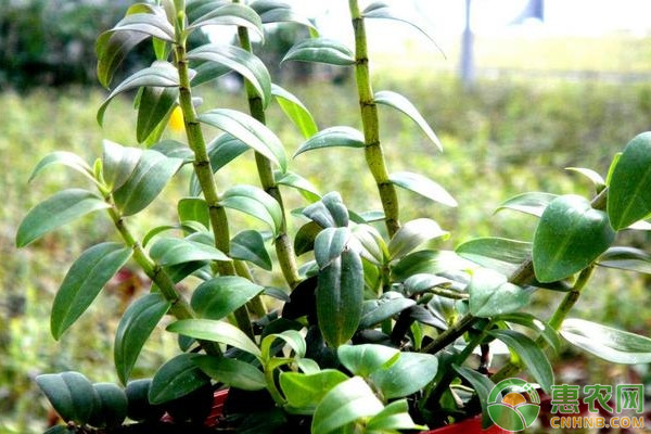 設(shè)施鐵皮石斛無公害高產(chǎn)栽培管理技術(shù)