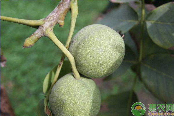 早實核桃豐產(chǎn)整形修剪技術(shù)