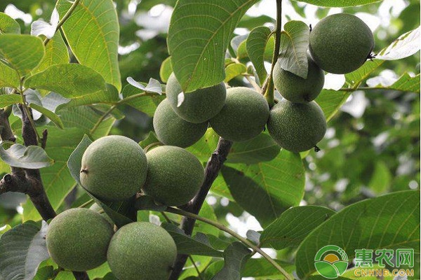 早實核桃豐產(chǎn)整形修剪技術(shù)