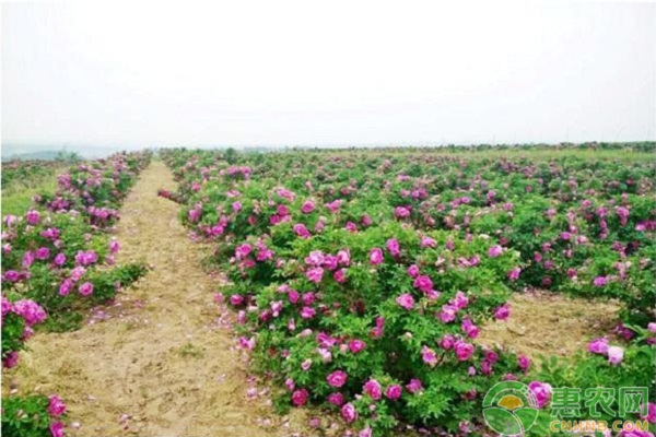 重慶地區(qū)玫瑰主要病蟲害及其防治方法